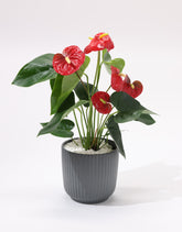 Anthurium plant with red flowers